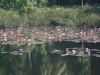 Pink Water Lily (Nymphaea pubescens)