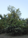 Wrinkled-pod Mangrove (Cynometra iripa)