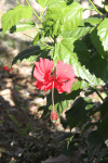 Chinese Hibiscus (Hibiscus rosa-sinensis)