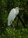 Ardea alba