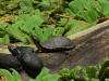 White-lipped Mud Turtle (Kinosternon leucostomum)