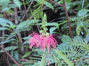 Mimosa pudica