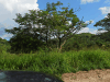 Flamboyant Tree (Delonix regia)