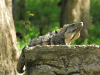 Black Spiny-tailed Iguana (Ctenosaura similis)