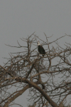 Haliaeetus vocifer