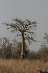 African Baobab (Adansonia digitata)
