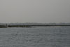 Fish Nursery Being Harvested