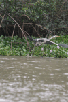 Ardea cinerea cinerea