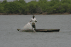 Fisherman Pulling Net