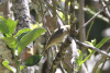 Passerine (Passeriformes fam.)