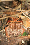 Long-nosed Horned Frog (Pelobatrachus nasutus)
