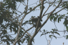 North Bornean Gray Gibbon (Hylobates funereus)