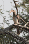 Bradfield's Hornbill (Lophoceros bradfieldi)