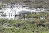 African Spoonbill (Platalea alba)