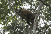 South American Coati (Nasua nasua)