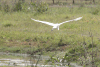 Ardea alba