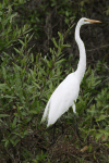 Ardea alba