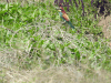 Merops apiaster
