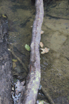 Fallen Tree Used Bridge