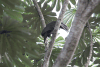 Black-casqued Hornbill (Ceratogymna atrata)