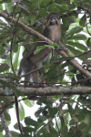 Moustached Monkey (Cercopithecus cephus)