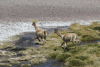 Vicuña (Lama vicugna)