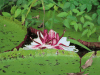 Victoria amazonica