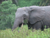 Loxodonta cyclotis