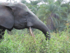 Loxodonta cyclotis