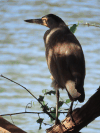 Bare-throated Tiger Heron (Tigrisoma mexicanum)