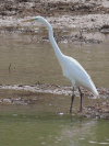 American Great Egret (Ardea alba egretta)