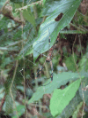 Golden Silk Spider (Trichonephila clavipes)