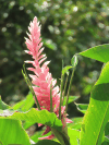 Pink Ginger