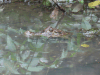 Brown Caiman (Caiman crocodilus fuscus)