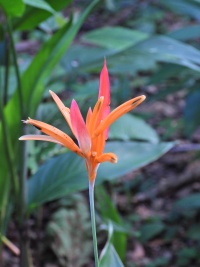 BELIZE NATURE Banner