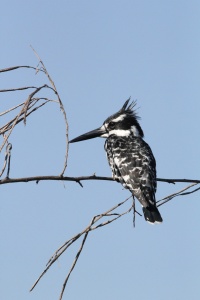 ETHIOPIA BIRDS Banner