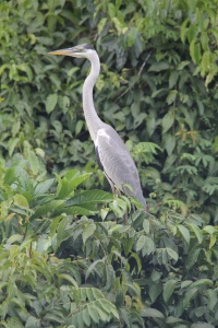 GUYANA BIRDS Banner