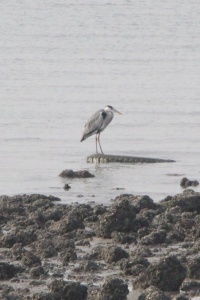 KUWAIT BIRDS Banner