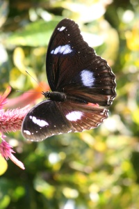 NEPAL NATURE Banner