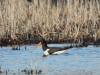 Eurasian Oystercatcher (Haematopus ostralegus)