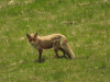 Red Fox (Vulpes vulpes)