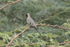 Cape Namaqua Dove (Oena capensis capensis)