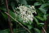 Begonia obliqua