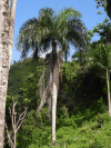 Cuban Royal Palm (Roystonea regia)