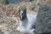 Swallow-tailed Gull (Creagrus furcatus)