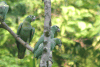 Amazona farinosa