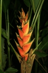 Heliconia (Heliconia sp.)