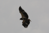 African Fish Eagle (Haliaeetus vocifer)