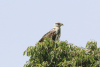 Tawny Eagle (Aquila rapax)