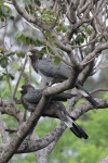 Eastern Plantain-eater (Crinifer zonurus)